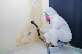 Best Mold Odor Removal Services  in Schaumburg, IL